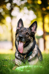 Portrait of a happy lying working gray german shepherd dog