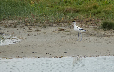 an elegant pied avocet (recurvirostra avosetta) stands on the muddy river bank