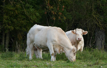 two charolais cattle cows are grazing grass by the edge of a forest