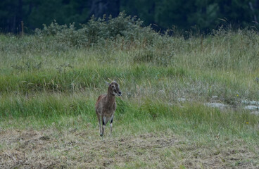 a young european mouflon (ovis aries musimon) walks in a grassy field in the dunes