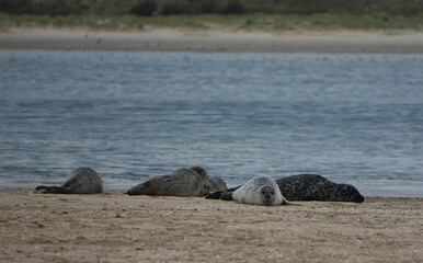 Fototapeta premium a group of common seals (phoca vitulina) are resting on a sandy beach shore