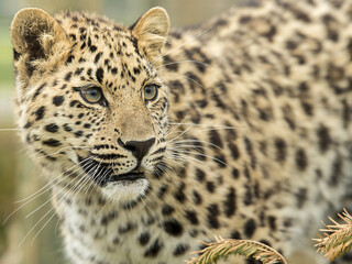 Amur leopard (Panthera pardus orientalis) in its natural environment