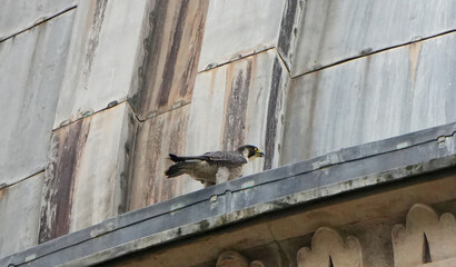 a peregrine falcon (falco peregrinus) sits on the ledge of a concrete building