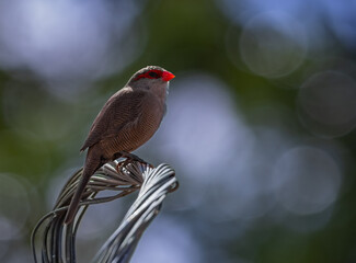 Close-Up of a Common Waxbill Bird Perched Gracefully on a wires