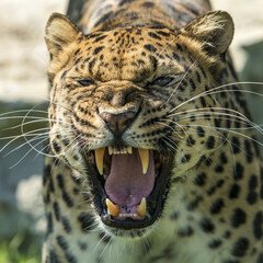 Amur leopard (Panthera pardus orientalis) in its natural environment © mourad habechi
