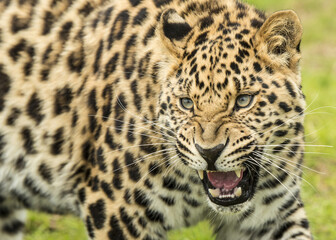 Amur leopard (Panthera pardus orientalis) in its natural environment