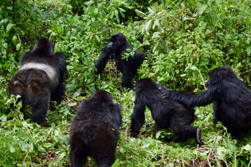 Silverback mountain gorilla (Gorilla beringei beringei) at Bwindi Impenetrable Forest, Uganda © walid ayari