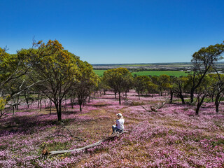 Woman sitting in a field pink everlasting wildflowers in Western Australia