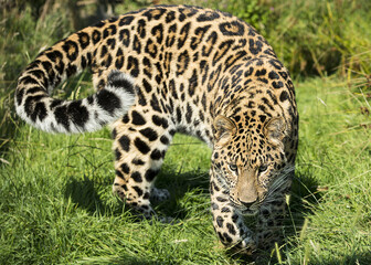 Amur leopard (Panthera pardus orientalis) in its natural environment