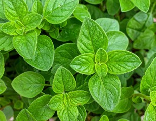 Close up oregano leaves surface showing natural organic herb texture background