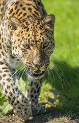 Fototapeta premium Amur leopard (Panthera pardus orientalis) in its natural environment