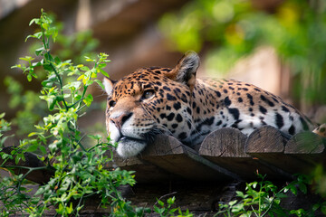 Amur leopard (Panthera pardus orientalis) in its natural environment