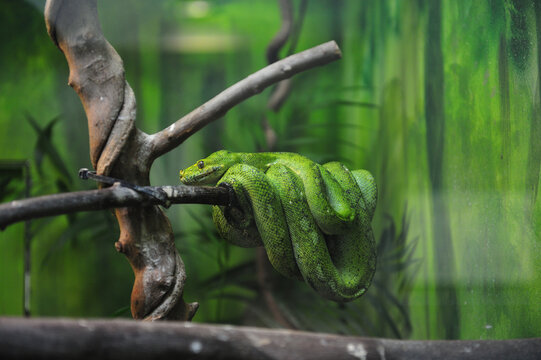枝に巻きつくミドリニシキヘビ/A green python coiling around a branch