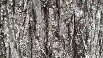 Fototapeta premium Close-up of rough tree bark texture with natural cracks, patterns, and lichen. Perfect for background, design material, nature surface, and organic texture concept