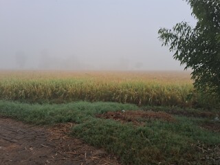 rice field alongside road in foggy morning