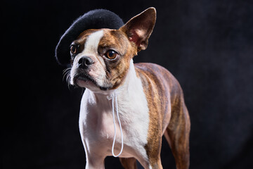 Boston Terrier with a berret