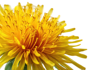Detailed Close Up of a Vibrant Yellow Dandelion Flower on Transparent Background