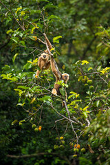 Gibbon Family Resting on a Tree in Tropical Forest, Thailand