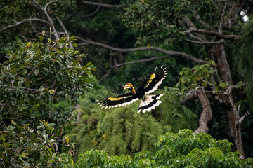 Wild Hornbills of Thailand – Real Wildlife Moments from Southeast Asian Rainforests