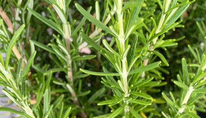 Obraz premium Close up rosemary leaves showing natural aromatic herb texture and organic plant detail
