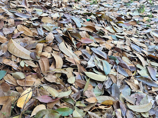 Pile of dry leaves on the ground, autumn foliage texture background.