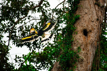 Wild Hornbills of Thailand – Real Wildlife Moments from Southeast Asian Rainforests