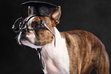 Boston Terrier with student's costum