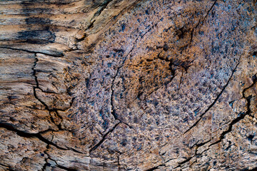 Old cracked pine wood texture or background, closeup. Wooden rough surface