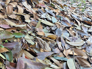 Pile of dry leaves on the ground, autumn foliage texture background.