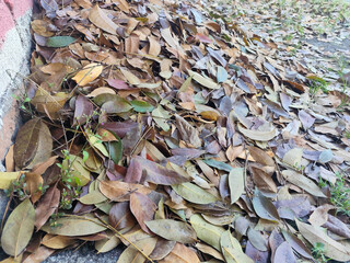 Pile of dry leaves on the ground, autumn foliage texture background.