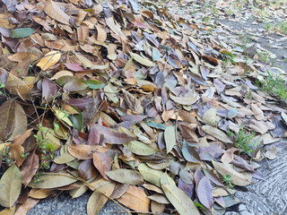 Pile of dry leaves on the ground, autumn foliage texture background.