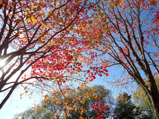 Feuilles d'automne sur fond de ciel bleu et de soleil. Arbres d'automne aux feuilles rouges et orange sur fond de ciel bleu. Québec, Canada.