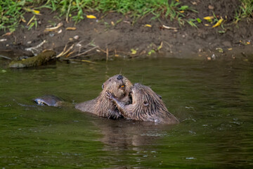 Fototapeta premium Beavers wrestling in a river