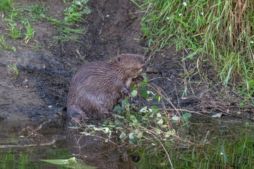 Beaver sitting on the riverbank beside water, eating branches and leaves