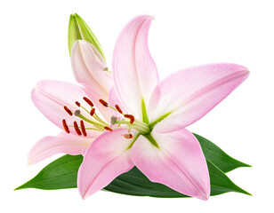 Naklejka premium pink lily isolated on white