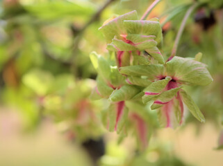 4月に美しく咲いた緑色の桜「御衣黄（ギョイコウ）」