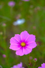 Fototapeta premium Pink Cosmos Flower in Bloom, South Korea