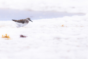 Small sandpiper bird on the beach and in the water
