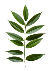 Obraz premium Green Leafy Branch with Transparent Background, High-Resolution Botanical Cutout