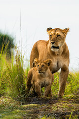 Lioness and Cub Bonding in the African Wilderness