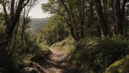 Fototapeta premium A winding path through a sunlit, verdant forest, leading towards a distant hill