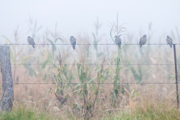Obraz premium Picui Ground Dove, in fog Calden forest environment, La Pampa province, Patagonia,Argentina.
