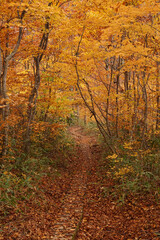 晩秋の火打山、妙高山への紅葉した登山道