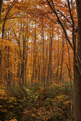 晩秋の火打山、妙高山への紅葉した登山道