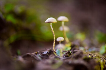 Fungus on the Calden Forest soil, La Pampa Province, Patagonia, Argentina.