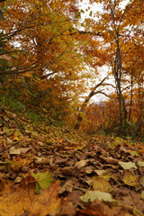 晩秋の火打山、妙高山への紅葉した登山道