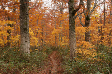 晩秋の火打山、妙高山への紅葉した登山道