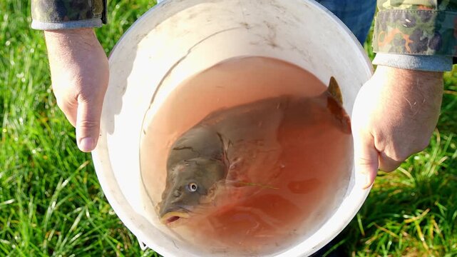 Fisherman showing a large live carp swimming in a white bucket full of water over green grass