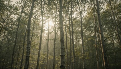 Obraz premium Sunlight filters through the tall trees in a dense forest, creating a misty and serene atmosphere.