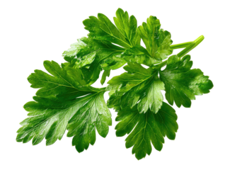 Close-up of fresh, vibrant green leaves with multiple layered sections, detailed and natural